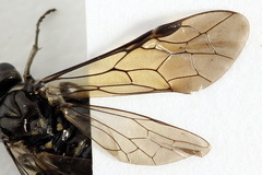 Macrophya albicincta