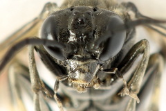 Macrophya albicincta