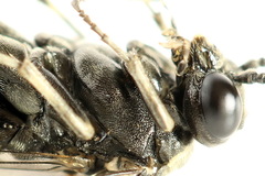 Macrophya albicincta