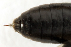 Macrophya albicincta