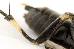 Macrophya albicincta