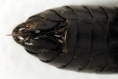 Macrophya albicincta