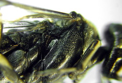 Macrophya albicincta