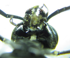 Macrophya albicincta