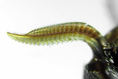 Macrophya albicincta