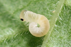 Macrophya albicincta