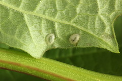 Macrophya albicincta