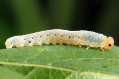 Macrophya albicincta