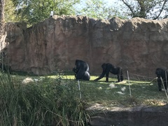 Gorilla