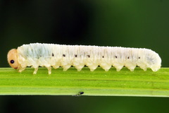 Macrophya albicincta