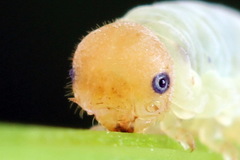 Macrophya albicincta