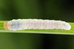 Macrophya albicincta