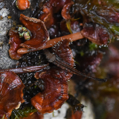 Sphaerostilbella aurifila