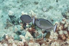 Xanthichthys auromarginatus