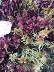 Sphagnum medium
