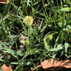 Cyperus erectus