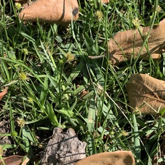 Cyperus erectus