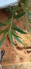 Tracheophyta