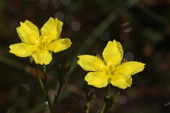 Liparophyllum exaltatum