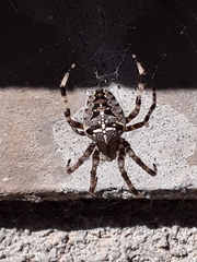 Araneus diadematus