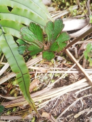 Ranunculus verticillatus