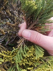 Veronica tetragona subsimilis