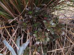 Gentianella impressinervia