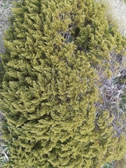 Veronica tetragona subsimilis