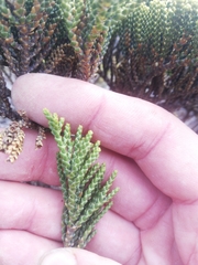 Veronica tetragona subsimilis