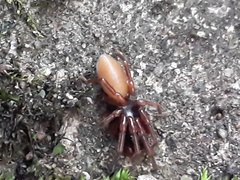 Dysderoidea