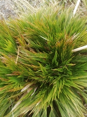 Aciphylla dissecta
