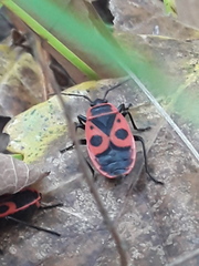 Pyrrhocoris apterus