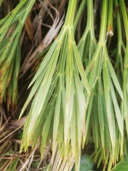 Aciphylla dissecta
