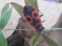 Pyrrhocoris apterus