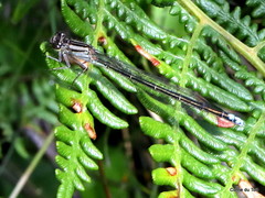 Pseudagrion draconis