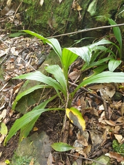 Calanthe triplicata