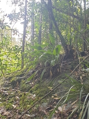 Calanthe triplicata