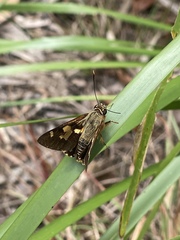 Trapezites symmomus