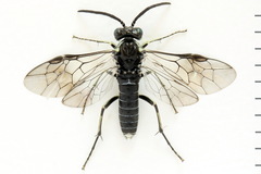 Macrophya albipuncta