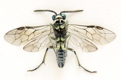 Macrophya albipuncta