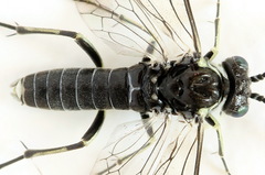 Macrophya albipuncta