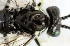 Macrophya albipuncta