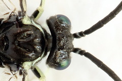 Macrophya albipuncta