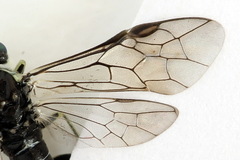 Macrophya albipuncta