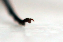 Macrophya albipuncta