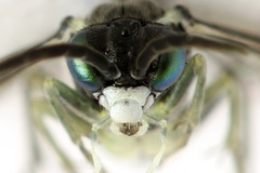 Macrophya albipuncta