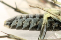 Macrophya albipuncta