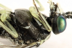 Macrophya albipuncta