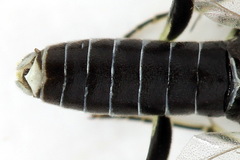 Macrophya albipuncta