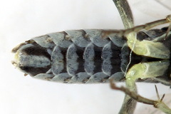 Macrophya albipuncta